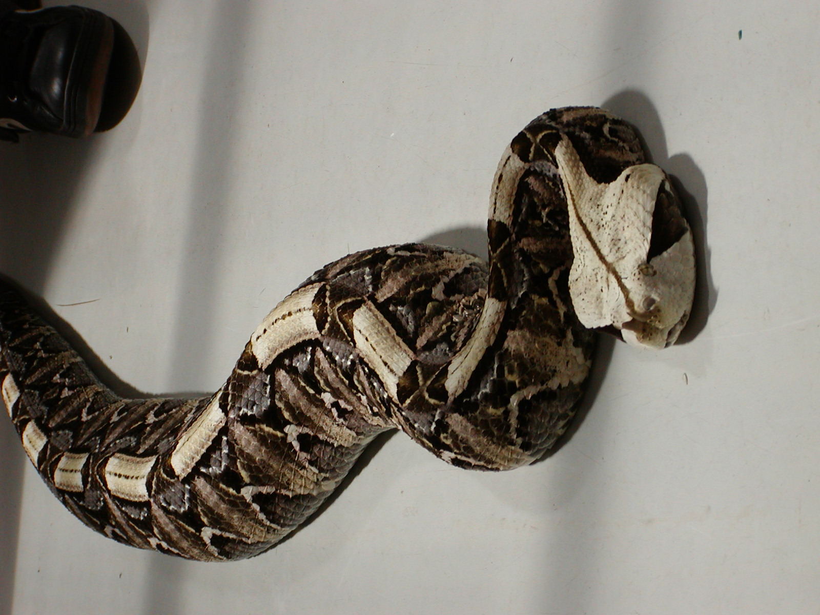 Gaboon Viper 2.jpg [423 Kb]